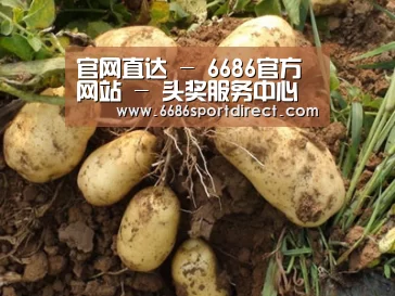 种植基地六