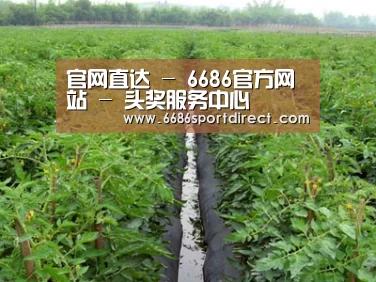 种植基地三